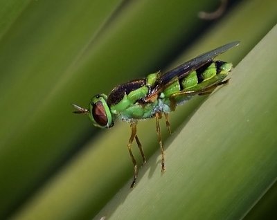 Green Soldier Fly