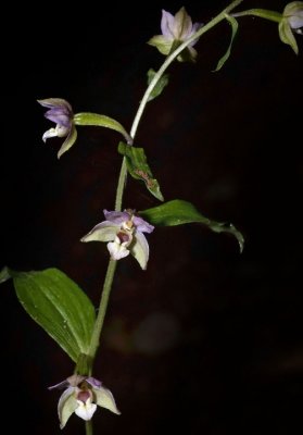 Eurasian Orchid, Epipactis helleborine