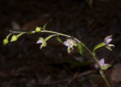 Eurasian orchid, Epipactis helleborine