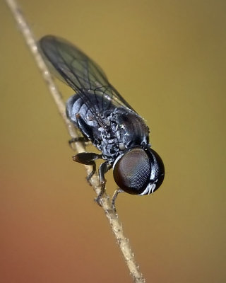 Pipunculidae: Large-headed Flies