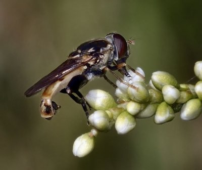 Syrphid Fly, Tropidia quadrata, male