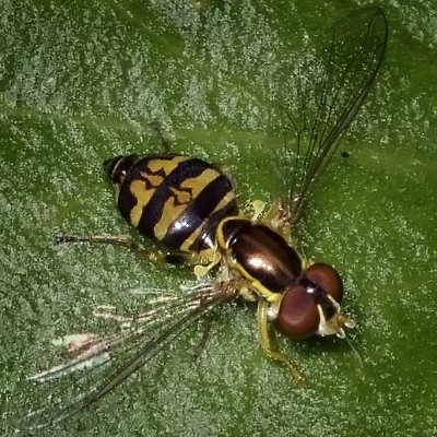 Syrphid Fly, Toxomerus occidentalis, female