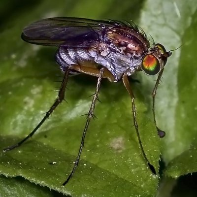 Long-legged Fly, Dolichopus sp