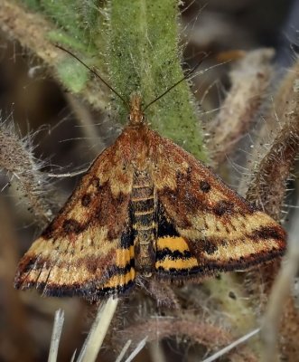 Snout Moth, Pyrausta subsequalis