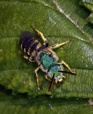 Sweat Green Bee, Agapostemon sp