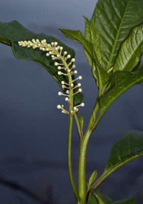 Pokeweed, Phytolacca americana