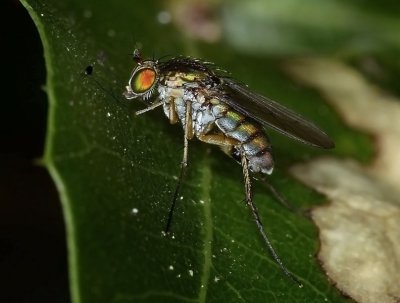 Long-legged Fly, Dolichopus sp