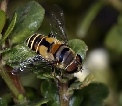 Syrphid Fly, Palpada alhambra, female