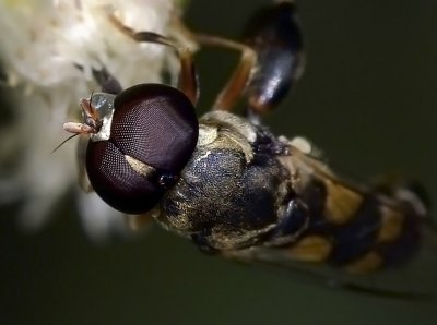 Syrphid Fly, cf Eupeodes male