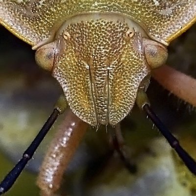 Green Stinkbug, adult