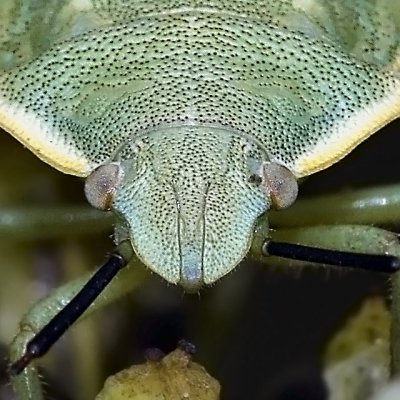 Green Stinkbug, nymph