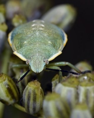 Green Stinkbug, nymph