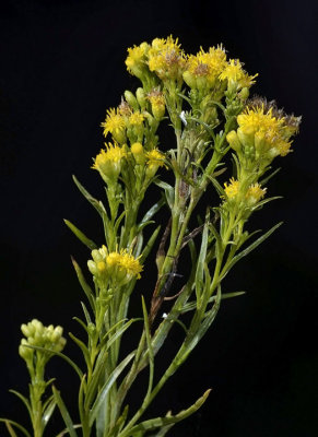 Western Flat-topped Goldenrod, Euthamia occidentalis