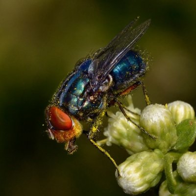 Screwworm Fly, Compsomyiops callipes, male