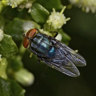 Screwworm Fly, Compsomyiops callipes, male