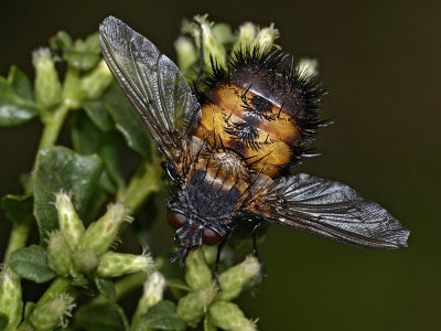 Spiny Tachina Fly, dorsal 