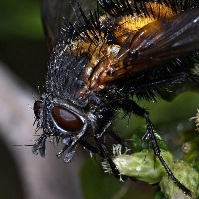 Spiny Tachina Fly, head