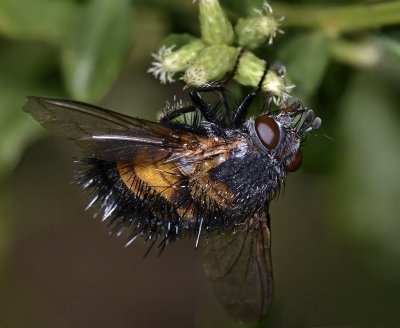 Spiny Tachina Fly, head