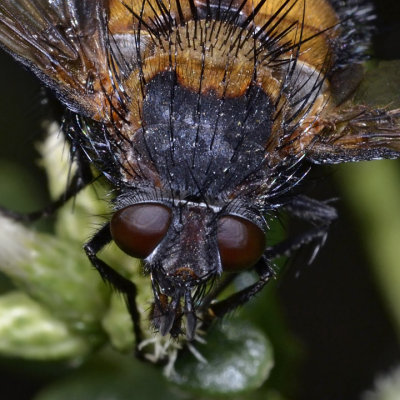 Spiny Tachina Fly, front