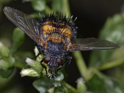 Spiny Tachina Fly, Paradejeania rutilioides