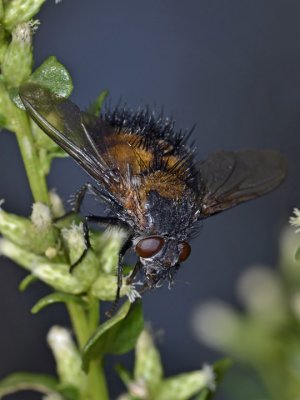 Spiny Tachina Fly