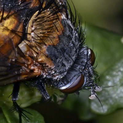 Spiny Tachina Fly, head, rear