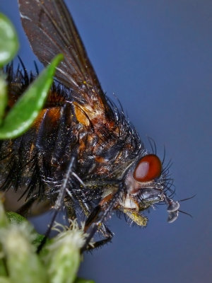 Spiny Tachina Fly