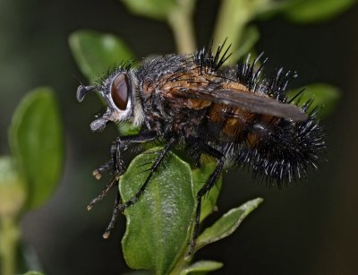 Spiny Tachina Fly, lateral