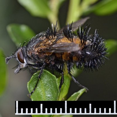 Spiny Tachina Fly, Paradejeania rutilioides