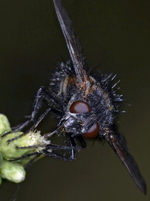 Spiny Tachina Fly, proboscis