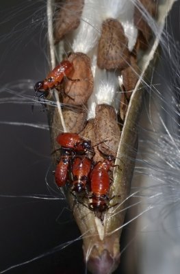 Milkweed Bugs, intermediate instars