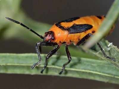 Milkweed Bug, late instar