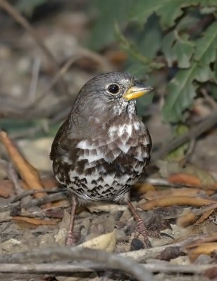 Fox Sparrow