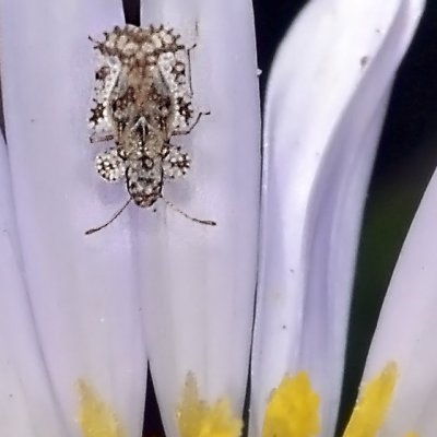 Lace Bug