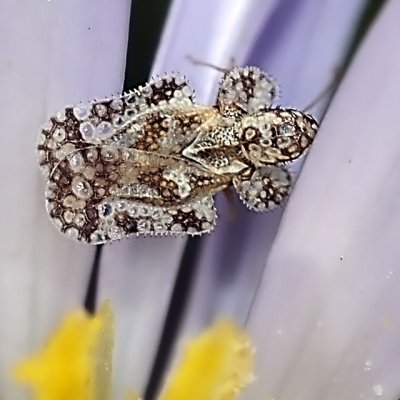 Lace Bug