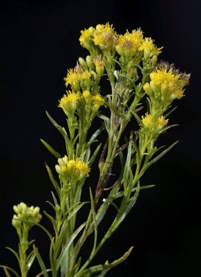 Western Flat-topped Goldenrod