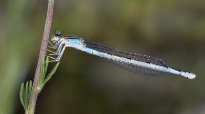 Bluet. Enallagma sp, female