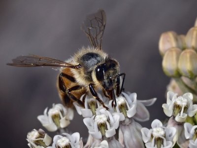Honey Bee, Milkweed