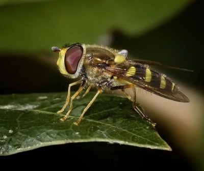 Syrphid Fly, Syrphus opinator, male