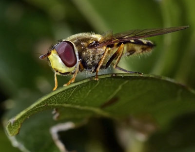 Syrphid Fly, Syrphus opinator, male