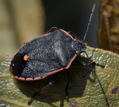 Conchuela Bug, Chlorochroa ligata