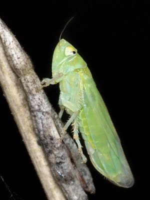 Leafhopper, Neocoelidia sp