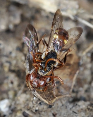 Cuckoo Bee, Nomada sp, m&f in copula