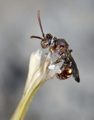 Cuckoo Bee, Nomada sp, male