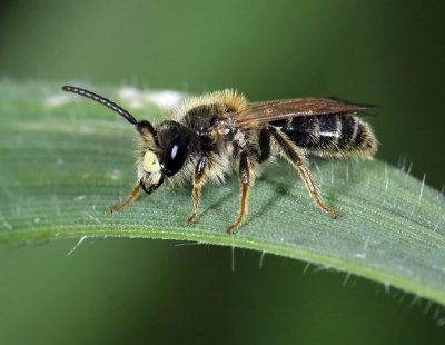 Mining Bee, Andrenidae male