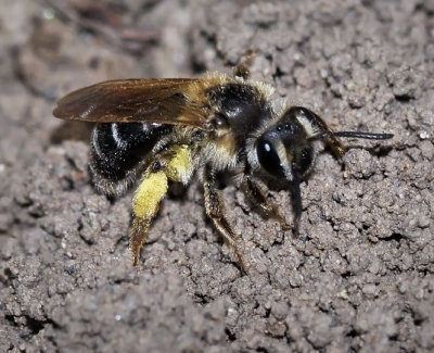 Mining Bee, Andrenidae female