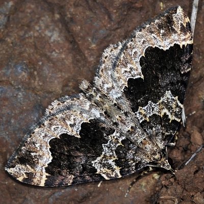 Black-banded Carpet Moth, Antepirrhoe Eustroma semiatrata