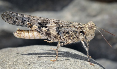 Band-winged Grasshopper, Trimerotropis sp, male
