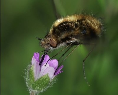 Bee Fly, sp