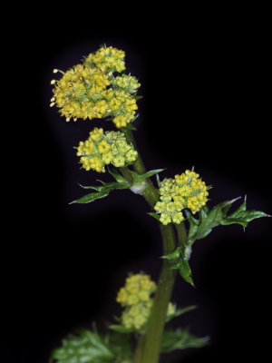 Pacific Sanicle, Sanicula crassicaulis